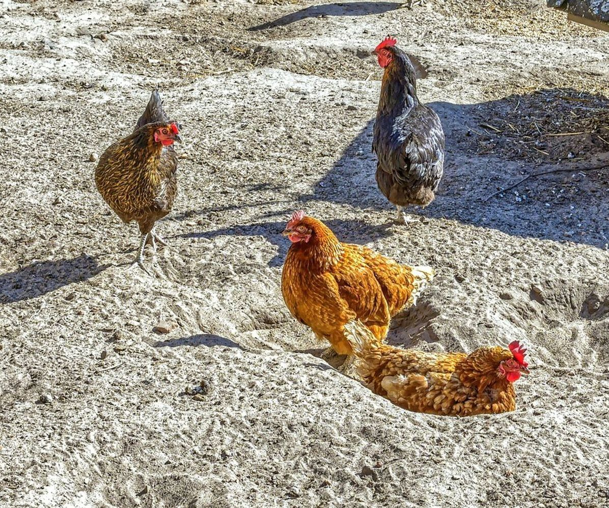 Fresh eggs from our pasture raised chicken