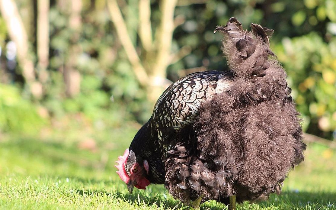 A plucked whole chicken on butcher's paper